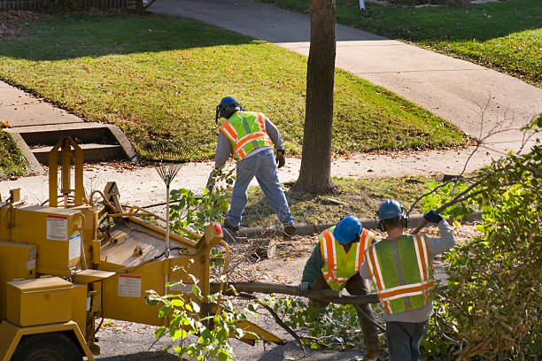 Weston, NJ Tree Removal and Landscaping Services Company